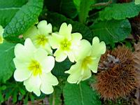 Primevere (54) (Photo F. Mrugala)